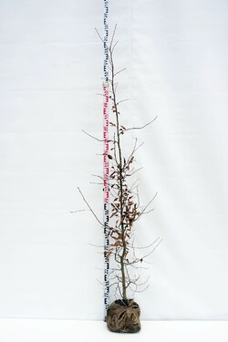 Skroblas paprastasis (Lot Carpinus betulus)  175-200 CM RB - nuotrauka 1