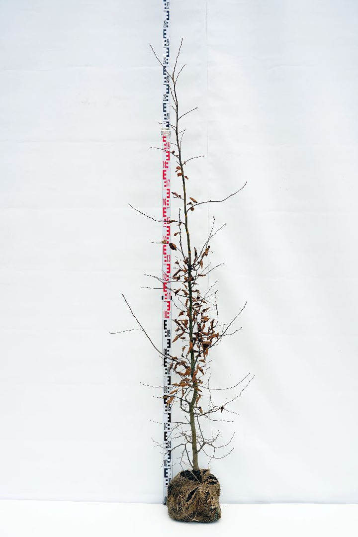 Skroblas paprastasis (Lot Carpinus betulus)  175-200 CM RB