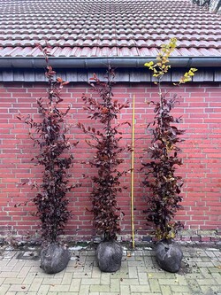 Skroblas paprastasis (Lot Carpinus betulus) 200-225 CM RB - nuotrauka 1