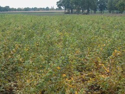 Skroblas paprastasis (Lot Carpinus betulus)  200-250 CM RB - nuotrauka 1