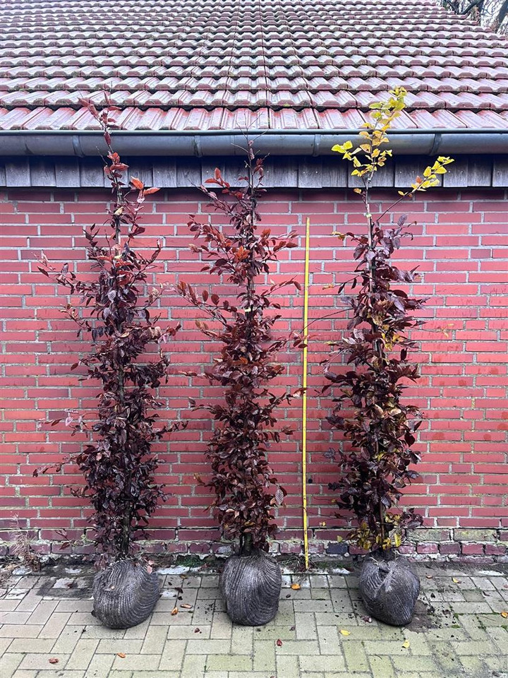 Skroblas paprastasis (Lot Carpinus betulus) 225-250 CM RB | SKROBLAI | MEDŽIAI