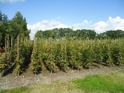 Skroblas paprastasis (Lot Carpinus betulus)  250-300 CM RB - nuotrauka 2