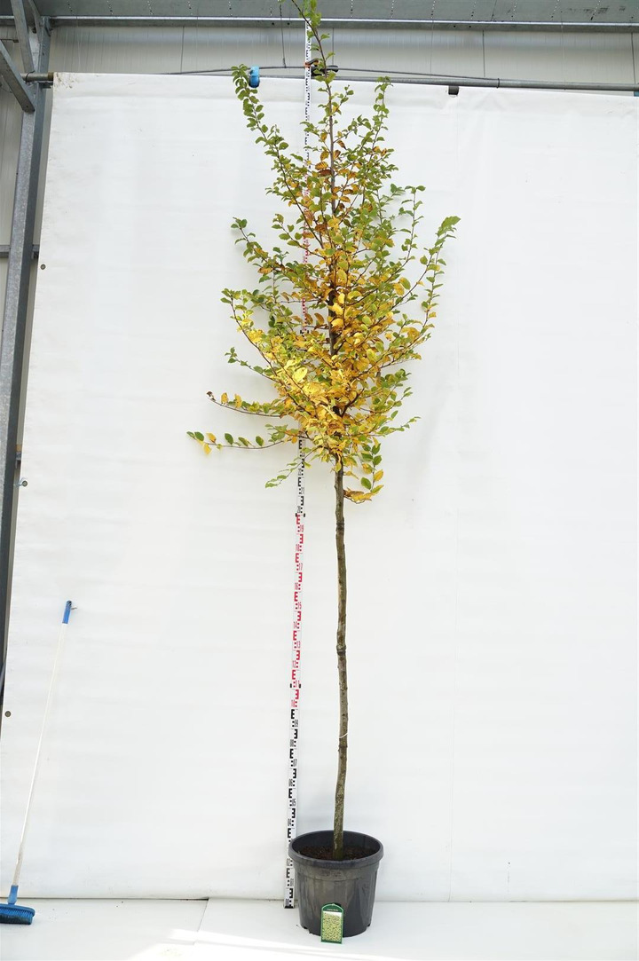 Skroblas paprastasis (Lot Carpinus betulus)  C45 STIEBAS 200 CM KAMIENO APIMTIS 12-14 CM