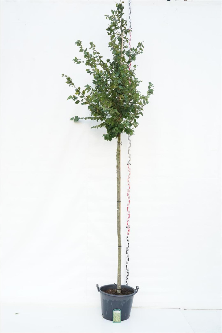 Skroblas paprastasis (Lot Carpinus betulus)  C50 STIEBAS 200 CM KAMIENO APIMTIS 12-14 CM