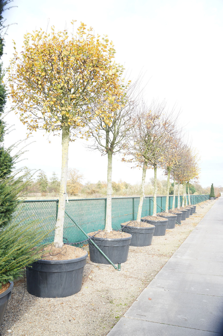 Skroblas paprastasis (Lot Carpinus betulus) C500 STIEBAS 200 CM SOL | SKROBLAI | MEDŽIAI