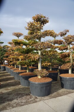 Skroblas paprastasis (Lot Carpinus betulus) NIWAKI BONSAI 225-250 C500 - nuotrauka 2
