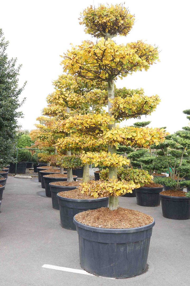 Skroblas paprastasis (Lot Carpinus betulus) NIWAKI BONSAI 250-300 C500 | SKROBLAI | MEDŽIAI