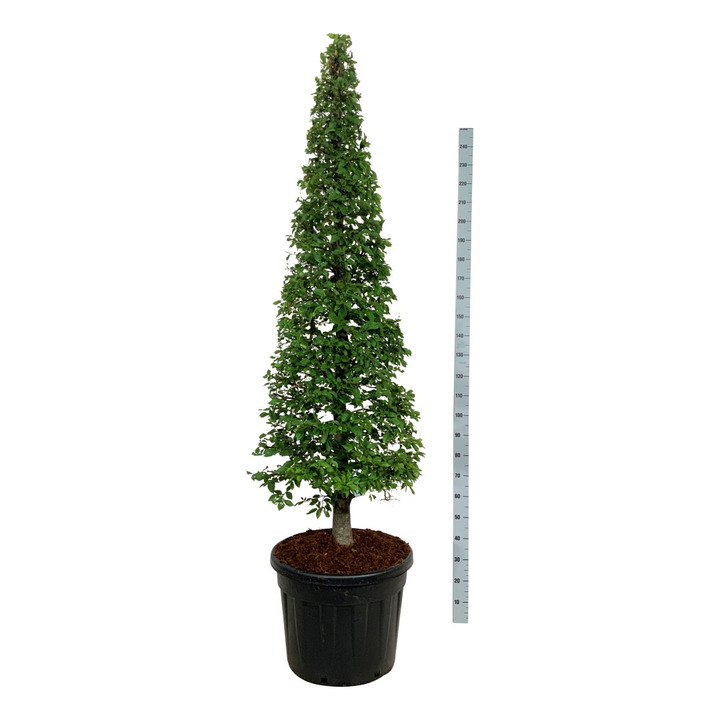 Skroblas paprastasis (Lot Carpinus betulus) 175-200 CM CONE C90 | SKROBLAI | MEDŽIAI