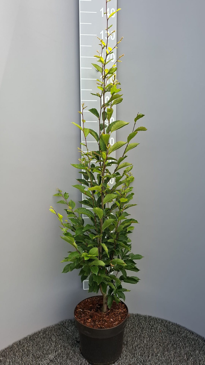 Skroblas paprastasis (Lot Carpinus bet.) 'Fastigiata' C7,5/P26 125-150 CM | SKROBLAI | MEDŽIAI