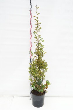 Skroblas paprastasis (Lot Carpinus bet.) 'Fastigiata' C18 175/+ CM