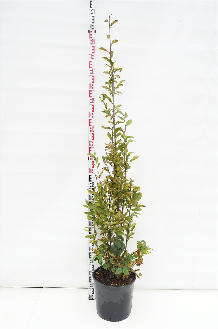 Skroblas paprastasis (Lot Carpinus bet.) 'Fastigiata' C18 175/+ CM