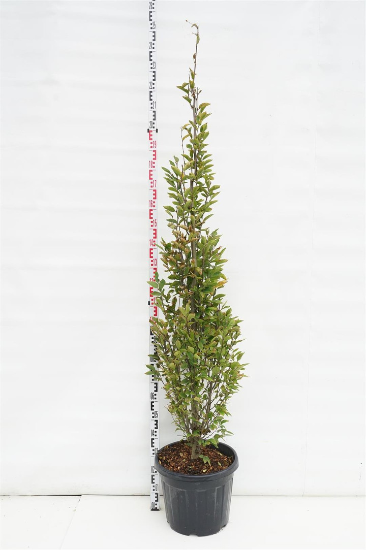 Skroblas paprastasis (Lot Carpinus bet.) 'Fastigiata' C35 200-250 CM