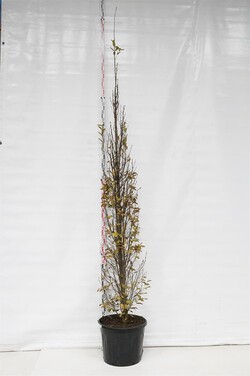 Skroblas paprastasis (Lot Carpinus bet.) 'Fastigiata' C70 250-300 CM - nuotrauka 1