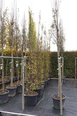 Skroblas paprastasis (Lot Carpinus bet.) 'Fastigiata' C70 250-300 CM - nuotrauka 2