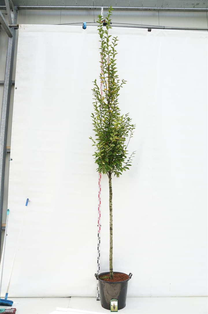 Skroblas paprastasis (Lot Carpinus bet.) 'Fastigiata' C50 KOTAS 180 CM KOTO APIMTIS 12-14 CM | SKROBLAI | MEDŽIAI