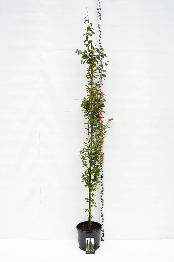 Skroblas paprastasis (Lot Carpinus bet.) 'Fastigiata' C15 KOTO APIMTIS 6-8 CM | SKROBLAI | MEDŽIAI