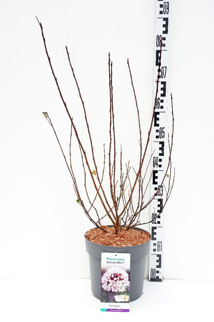 Skroblas paprastasis (Lot Carpinus bet.) 'Fastigiata' C35 KAMIENO APIMTIS 10-12 CM STANDARD