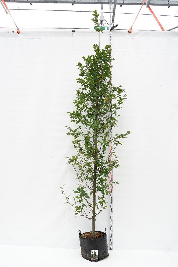 Skroblas paprastasis (Lot Carpinus bet.) 'Fastigiata' C25 KOTO APIMTIS 12-14 CM | SKROBLAI | MEDŽIAI