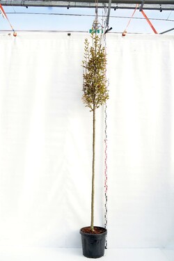Skroblas paprastasis (Lot Carpinus bet.) 'Fastigiata' C55 KAMIENO APIMTIS 12-14 CM STANDARD