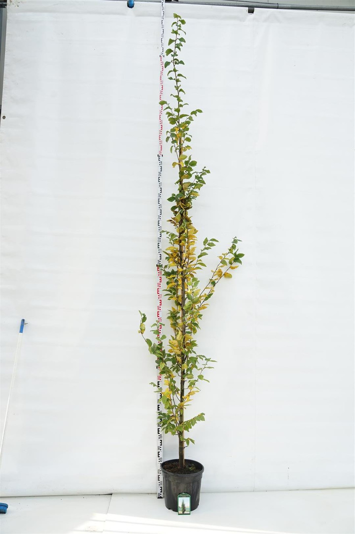 Skroblas paprastasis (Lot Carpinus bet.) 'Frans Fontaine' C25 KOTO APIMTIS 8-10 CM | SKROBLAI | MEDŽIAI