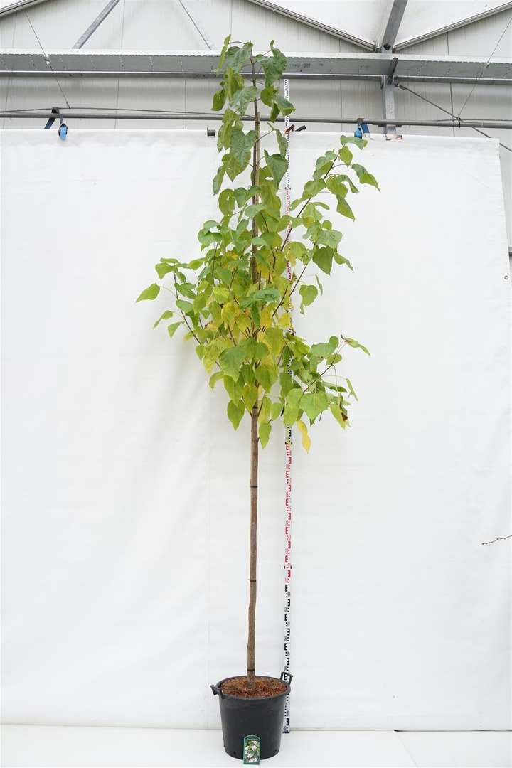 Katalpa paprastoji (Lot Catalpa bignonioides) C50 KOTO APIMTIS 12-14 CM | KATALPOS | MEDŽIAI