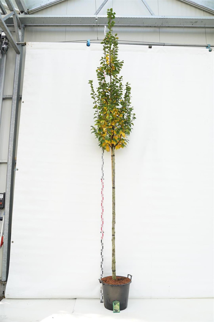 Skroblas paprastasis (Lot Carpinus bet.) 'Lucas' C50 STIEBAS 200 CM KAMIENO APIMTIS 14-16 CM