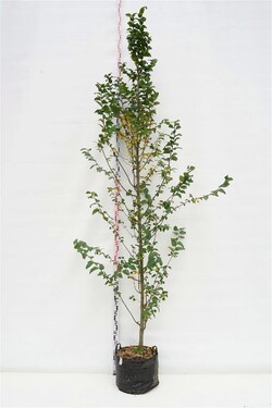Skroblas paprastasis (Lot Carpinus bet.) 'Lucas' C20 KOTO APIMTIS 8-10 CM | SKROBLAI | MEDŽIAI