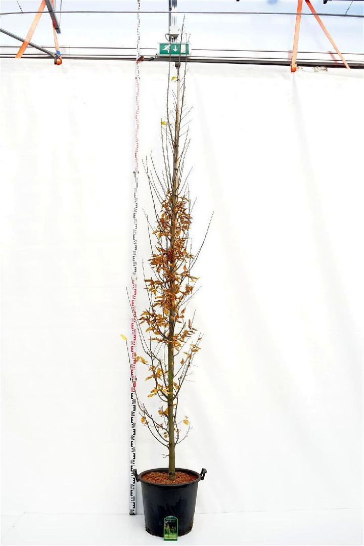 Skroblas paprastasis (Lot Carpinus bet.) 'Lucas' C35 KOTO APIMTIS 10-12 CM | SKROBLAI | MEDŽIAI
