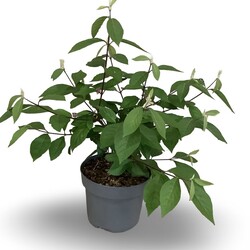 Vaisuolė azijinė (Lot Callicarpa bod.) 'Profusion' C4/P21 40-60 CM