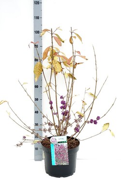 Vaisuolė azijinė (Lot Callicarpa bod.) 'Profusion' C10 60-80 CM - nuotrauka 1