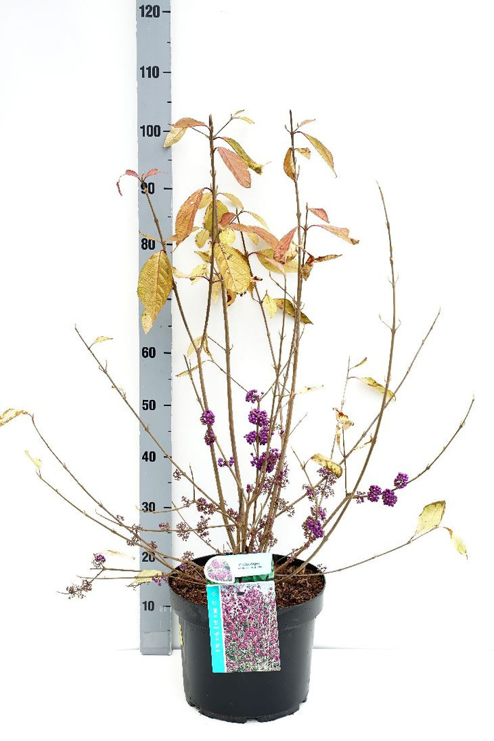 Vaisuolė azijinė (Lot Callicarpa bod.) 'Profusion' C10 60-80 CM