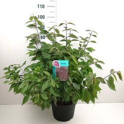 Vaisuolė azijinė (Lot Callicarpa bod.) 'Profusion' C10 60-80 CM - nuotrauka 2