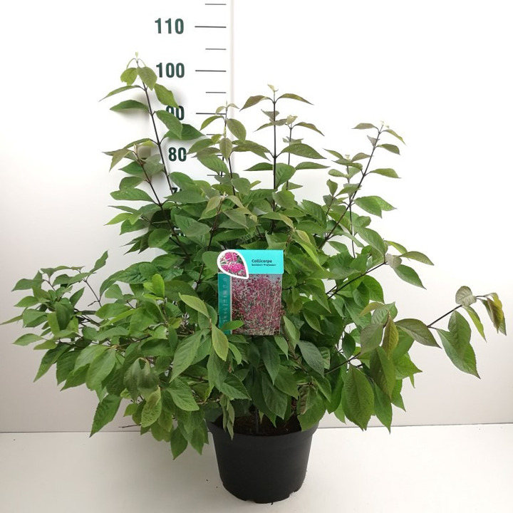 Vaisuolė azijinė (Lot Callicarpa bod.) 'Profusion' C10 60-80 CM