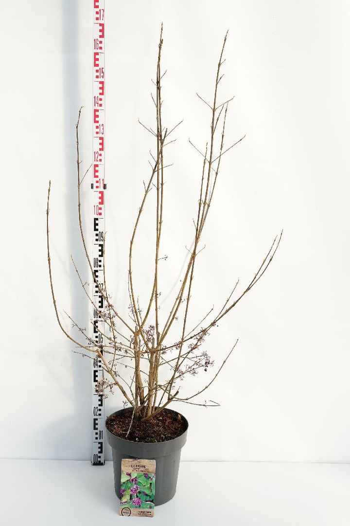Vaisuolė Azijinė (Lot Callicarpa bod.) 'Profusion' C12 100-125 CM | VAISUOLĖS | KRŪMAI