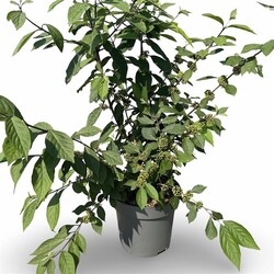 Vaisuolė azijinė (Lot Callicarpa bod.) 'Profusion' C12 100-125 CM - nuotrauka 2