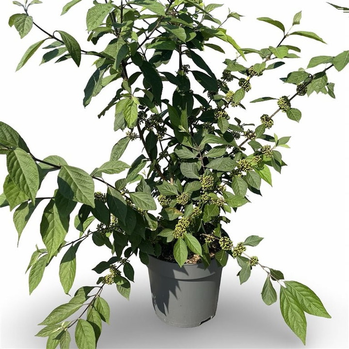 Vaisuolė Azijinė (Lot Callicarpa bod.) 'Profusion' C12 100-125 CM | VAISUOLĖS | KRŪMAI