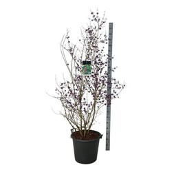 Vaisuolė azijinė (Lot Callicarpa bod.) 'Profusion' C55 175-200CM EXTRA - nuotrauka 1