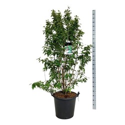 Vaisuolė azijinė (Lot Callicarpa bod.) 'Profusion' C55 175-200CM EXTRA - nuotrauka 2