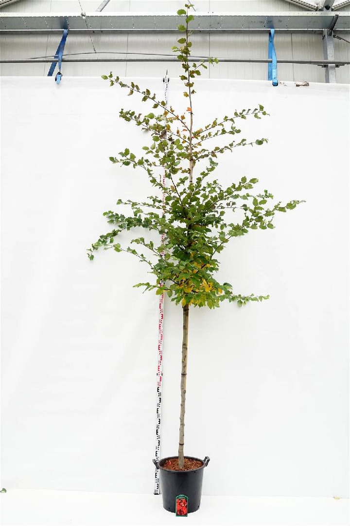 Skroblas paprastasis (Lot Carpinus bet.) 'Rockhampton Red' C35 STIEBAS 200 CM KAMIENO APIMTIS 10-12 CM