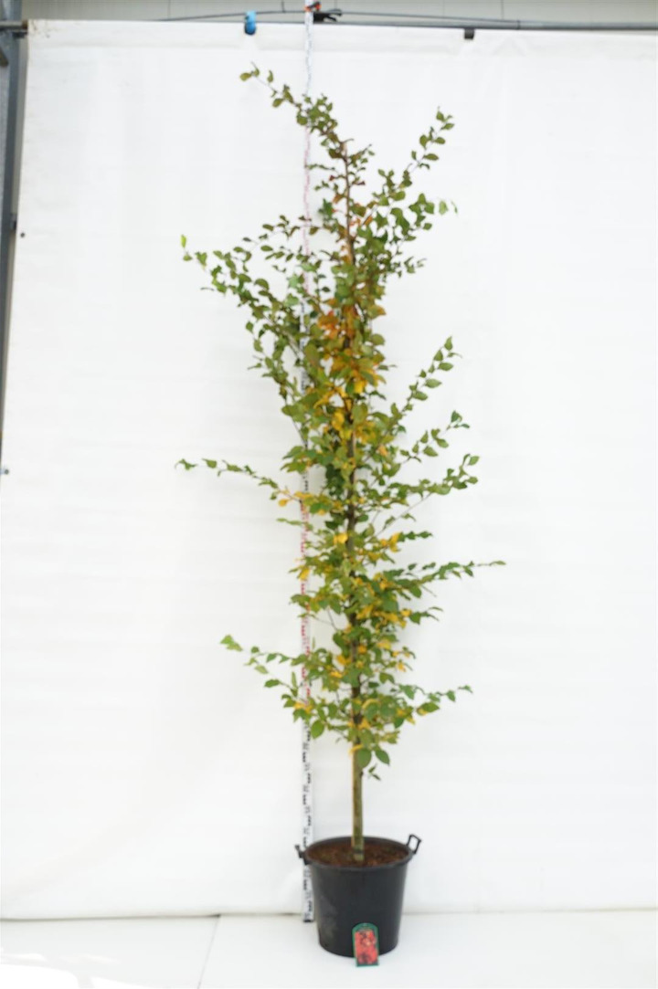 Skroblas paprastasis (Lot Carpinus bet.) 'Rockhampton Red' C50 KAMIENO APIMTIS  10-12 CM