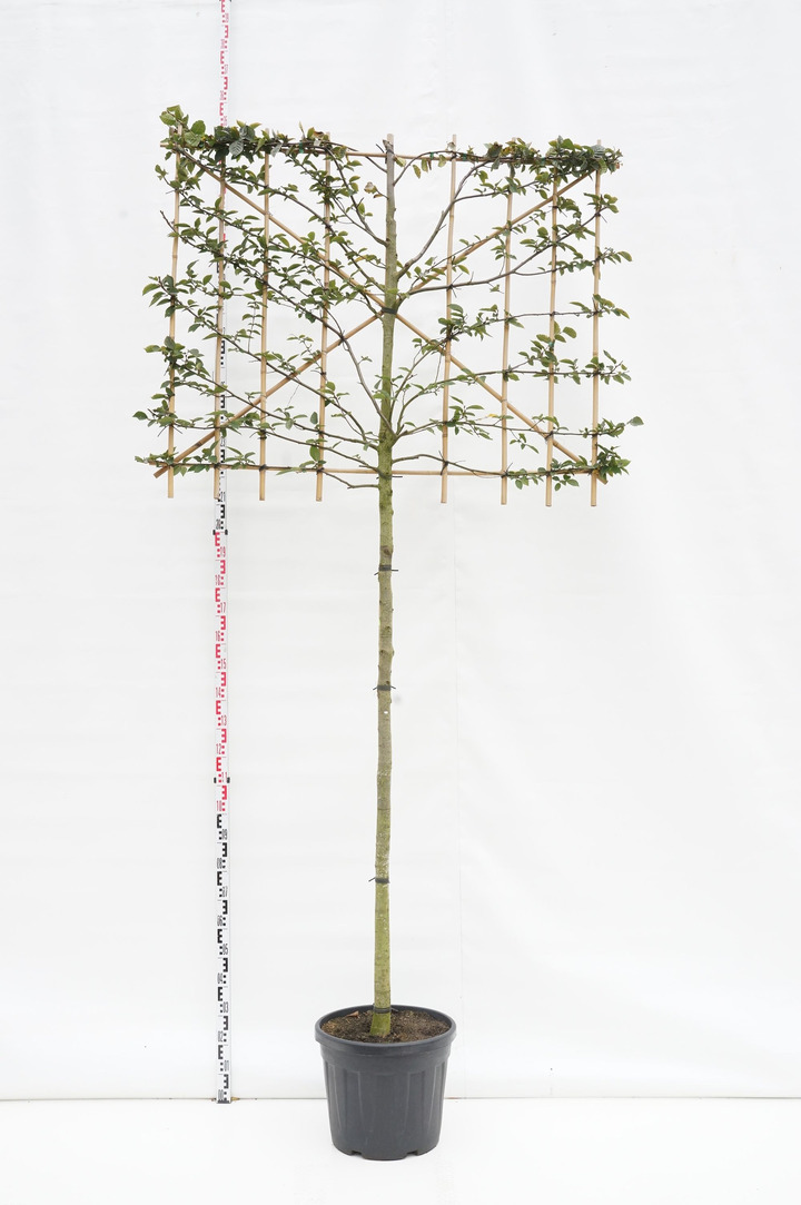 Skroblas paprastasis (Lot Carpinus betulus)  C12 STIEBAS 180 CM KAMIENO APIMTIS 12-14 CM