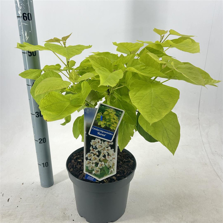 Katalpa paprastoji (Lot Catalpa bungei)  C5/P23 40-50 CM