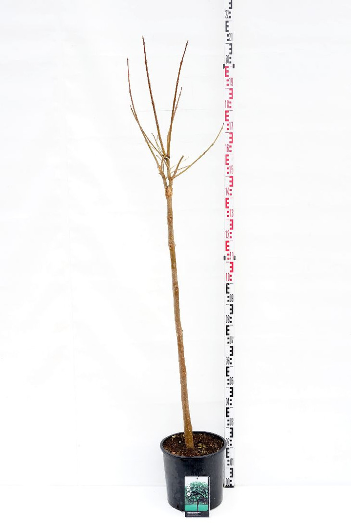 Katalpa paprastoji (Lot Catalpa bungei) C15 KOTAS 100 CM | KATALPOS | MEDŽIAI