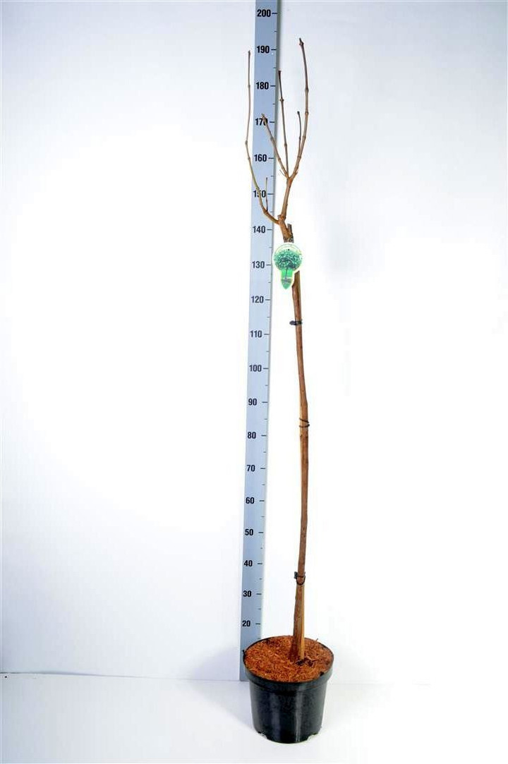 Katalpa paprastoji (Lot Catalpa bungei)  C7,5/P26 STIEBAS 120 CM