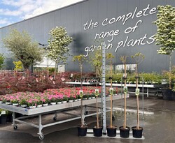 Katalpa paprastoji (Lot Catalpa bungei)  C10 STIEBAS 150 CM KAMIENO APIMTIS 6-8 CM - nuotrauka 2