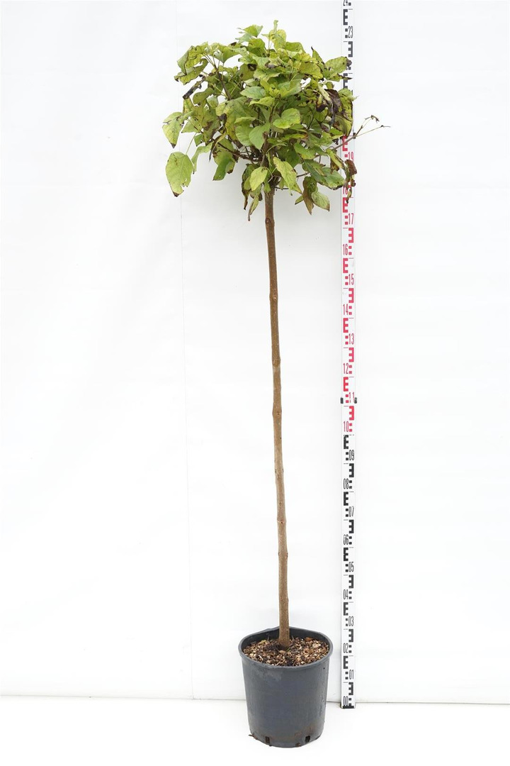 Katalpa paprastoji (Lot Catalpa bungei) C18 KOTAS 150 CM | KATALPOS | MEDŽIAI