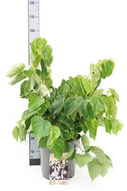 Katalpa paprastoji (Lot Catalpa bungei) C25 KOTAS 150 CM | KATALPOS | MEDŽIAI