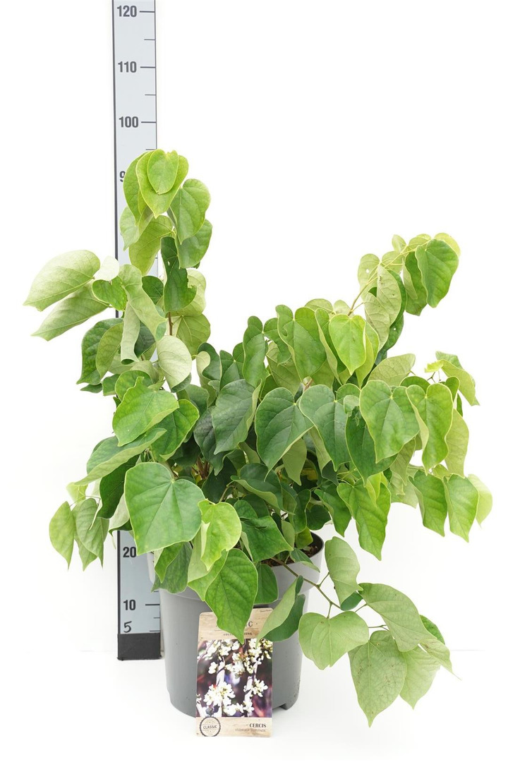 Katalpa paprastoji (Lot Catalpa bungei) C25 KOTAS 150 CM | KATALPOS | MEDŽIAI