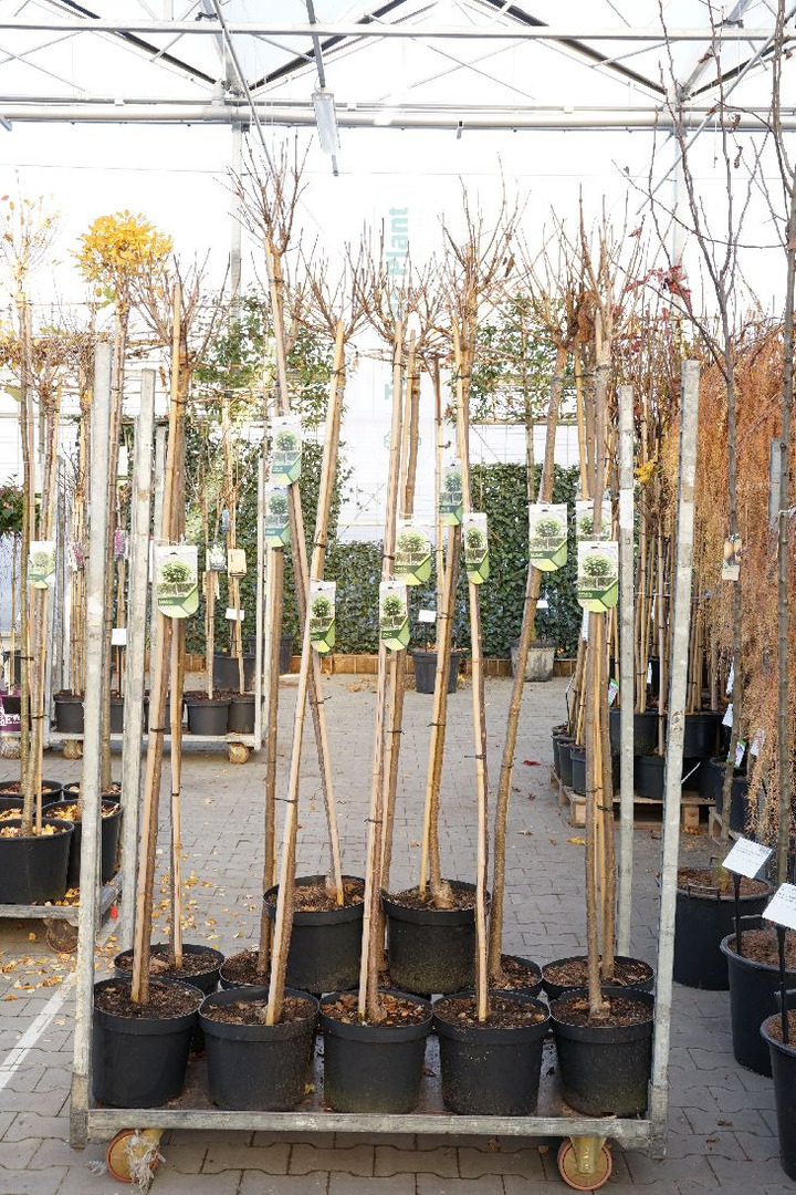 Katalpa paprastoji (Lot Catalpa bungei) C10 KOTAS 180 CM KOTO APIMTIS 6-8 CM | KATALPOS | MEDŽIAI