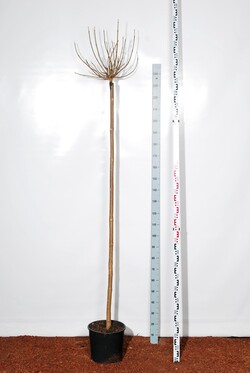 Katalpa paprastoji (Lot Catalpa bungei)   C18 STIEBAS 200 CM KAMIENO APIMTIS 8-10 CM - nuotrauka 2
